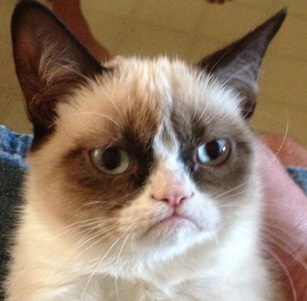GRUMPY CAT - Meme Photo (35215475) - Fanpop