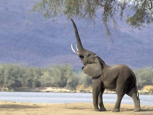  Huge and Massive elefant