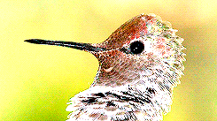  Klaus x colibrí = Kummingbird ‘s story.