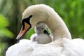 Swan  - animals photo