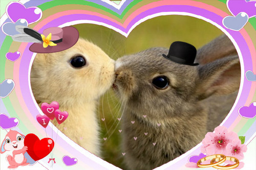  bunny प्यार