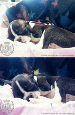  130816 放学后（After School） PGJ Update - Nana’s Puppy!