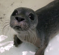 Baby Seal  - animals photo