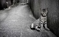 Cat - cats wallpaper