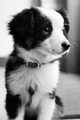 Puppy  - dogs photo