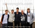 the-wanted - The Wanted  wallpaper