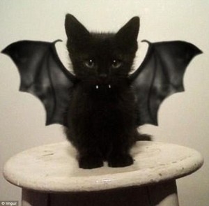  Vampire kitty