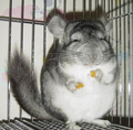 chins laughing and eating - chinchilla photo