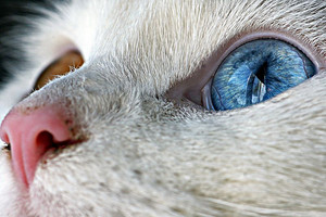  Cat eyes