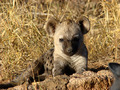 Hyena Babies - animals photo