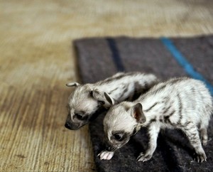 Hyena Babies