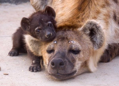 hyena babies animals baby hyenas cute fanpop spotted adorable cub wild zoo mother puppies cubs face dog pup denver mom