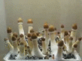 Mushroom growing - random photo