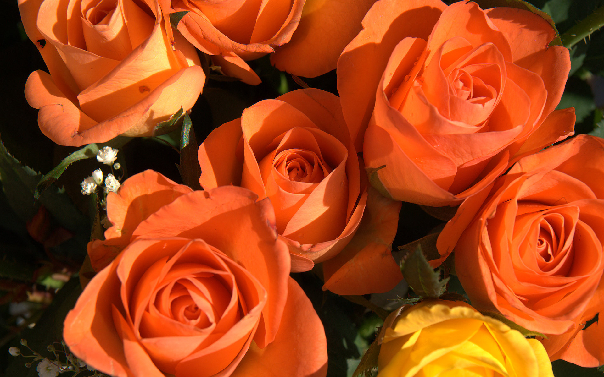 [عکس: Orange-Flowers-color-35408229-1920-1200.jpg]