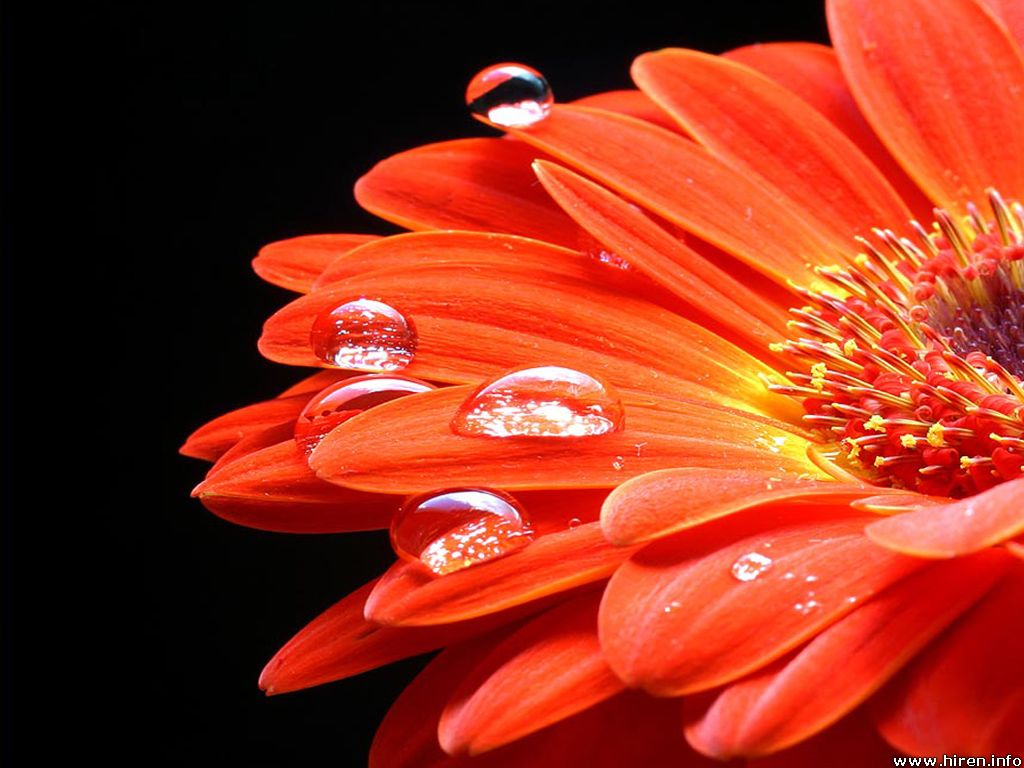 Orange Flowers - Color Photo (35408360) - Fanpop