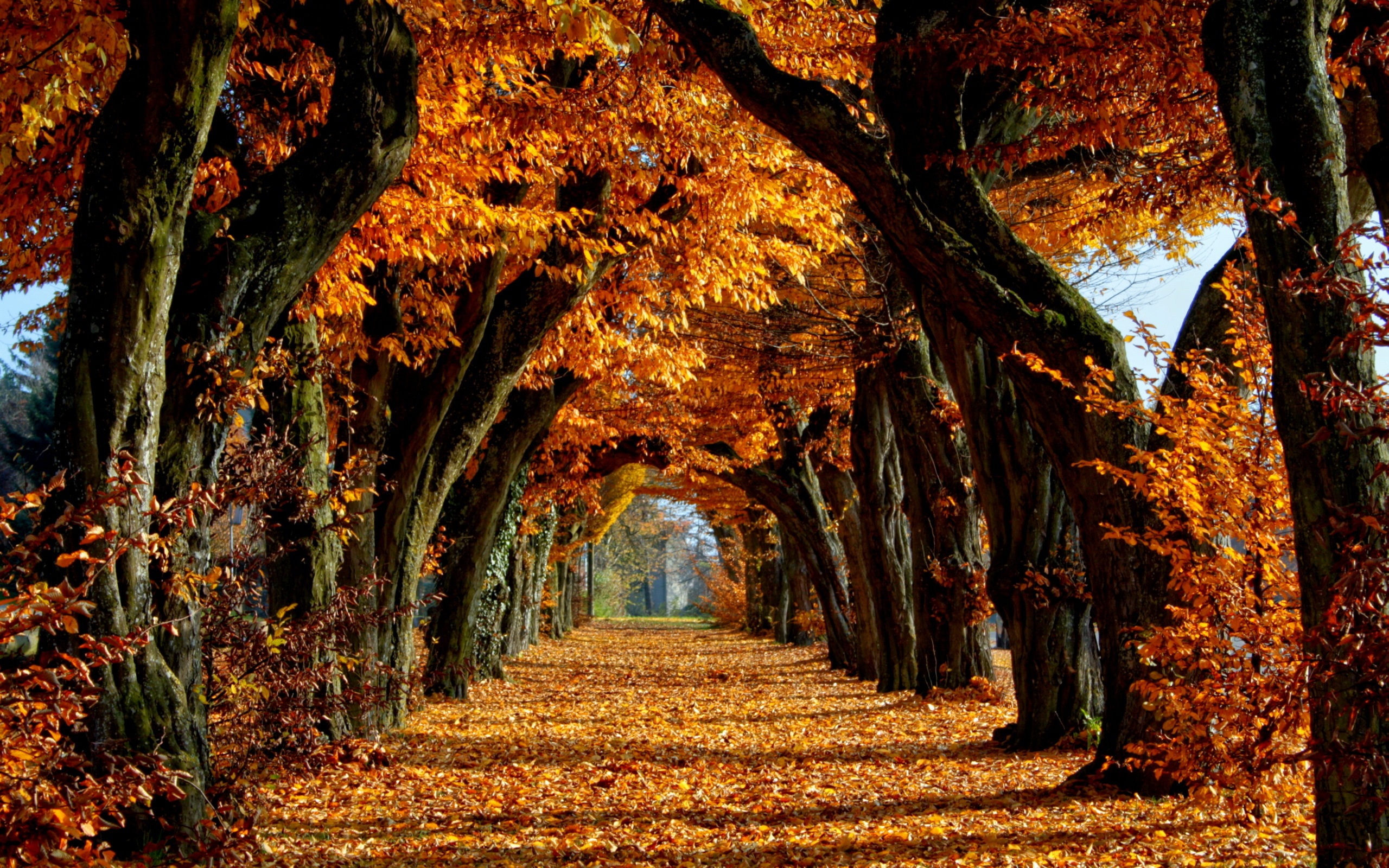 Autumn - Autumn Wallpaper (35540976) - Fanpop