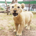 Baby Lion  - animals photo