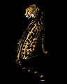 Cheetah  - animals photo