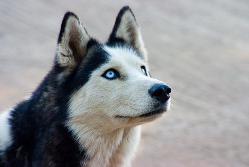 Husky-siberian-huskies-35540699-500-335.jpg