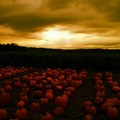 Pumpkin Patch - autumn photo
