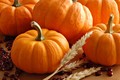Pumpkins - autumn photo