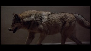  serigala, wolf - Fright Night
