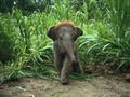 baby Animal - animals photo