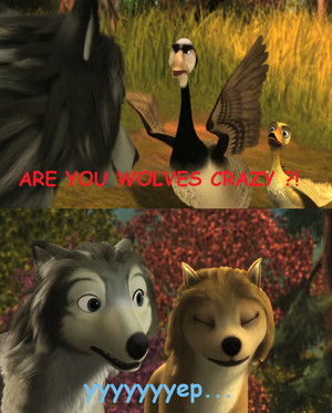  ARE tu lobos CRAZY ?