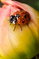 Ladybug  - animals photo