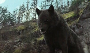 Twilight Saga Wolves