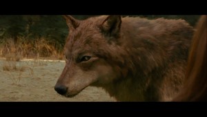 Twilight Saga Wolves
