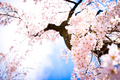 Cherry Blossom - random photo