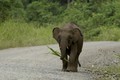 Elephant - random photo