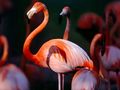 Flamingo - random photo