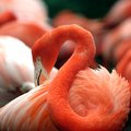 Flamingo - random photo