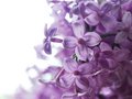 Lilac - random photo
