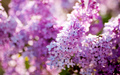 Lilac - random photo