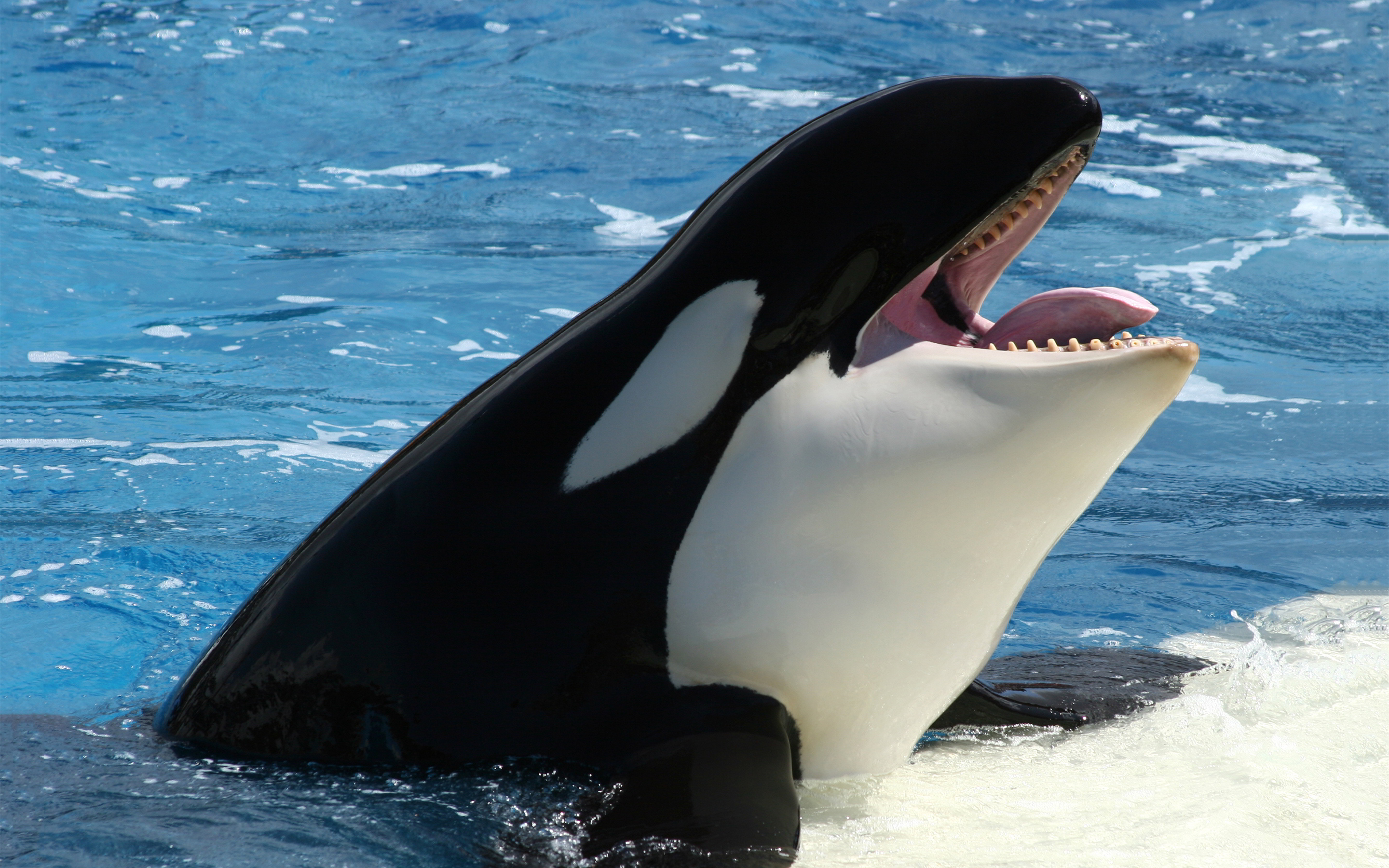 Orca-orca-the-killer-whale-35737437-2880-1800.jpg