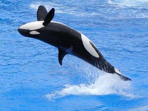  Orca, the Killer ballena