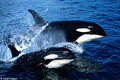 Orca, the Killer Whale - random photo