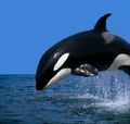 Orca, the Killer Whale - random photo