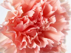  rosa Carnation