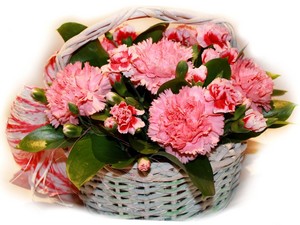  गुलाबी Carnation