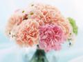 Pink Carnation - random photo