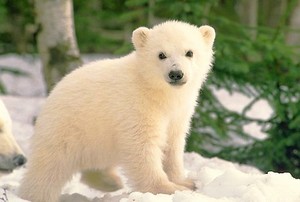  Polar 熊
