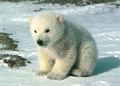Polar Bear - random photo