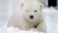 Polar Bear - random photo