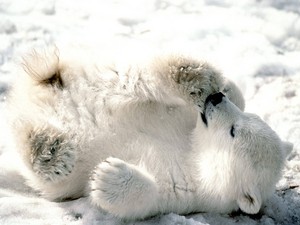  Polar bär