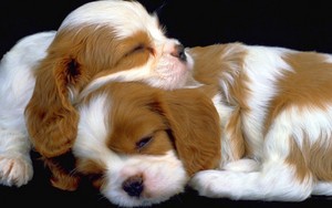  Puppies!