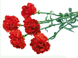  Red Carnation